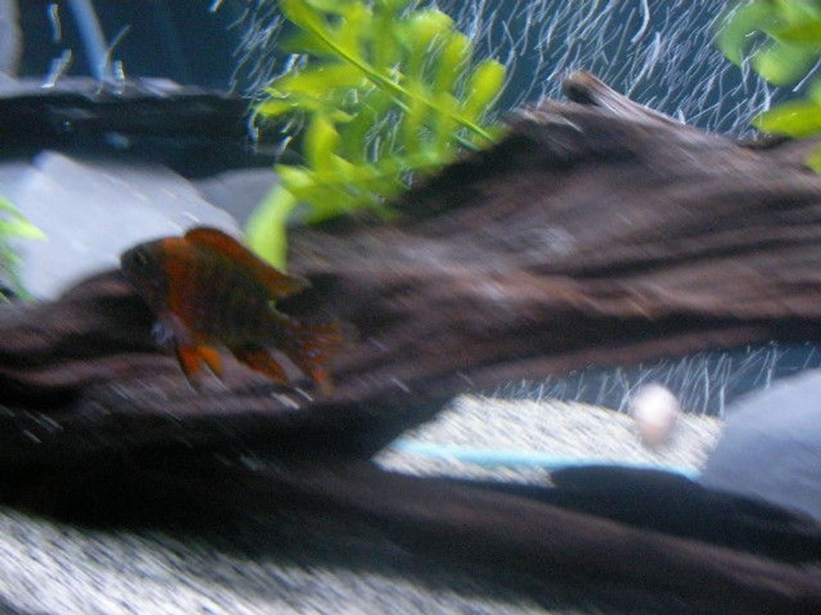 freshwater fish - aulonocara rubescens - ruby red peacock stocking in 55 gallons tank - Red Peacock named "Disco" (sorry a little blurry)