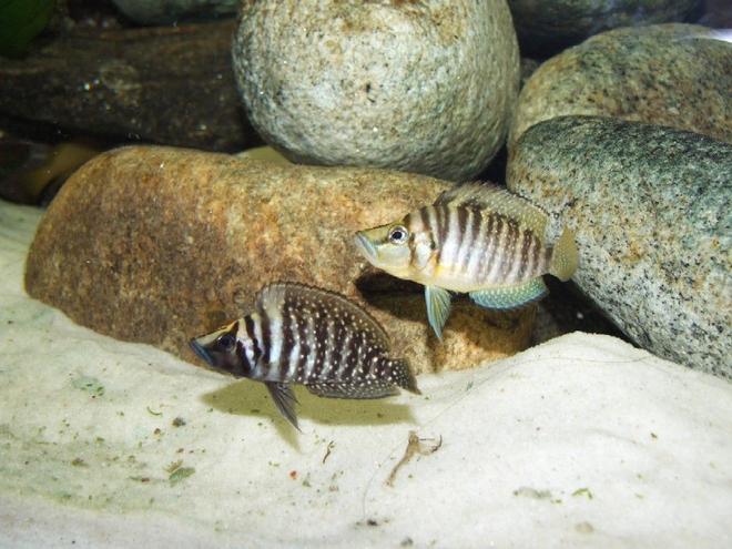 freshwater fish - altolamprologus compressicep - gold head compressicep cichlid stocking in 79 gallons tank - Altolamprologus calvus and compressiceps