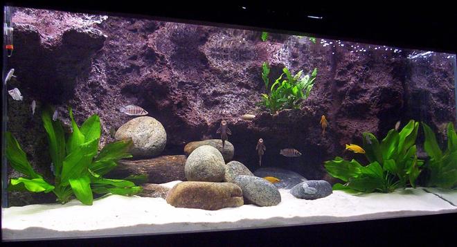 79 gallons freshwater fish tank (mostly fish and non-living decorations) - Tanganyika 300 today