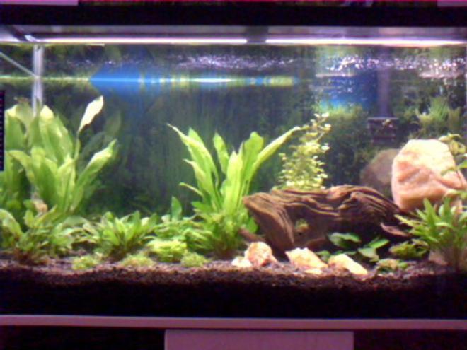 40 gallons planted tank (mostly live plants and fish) - My second tank, its my favourite. I have a hea;thy supply of plants and a large fish base to support the plants. The goal for this tank was to give as much of a natural look as possible.