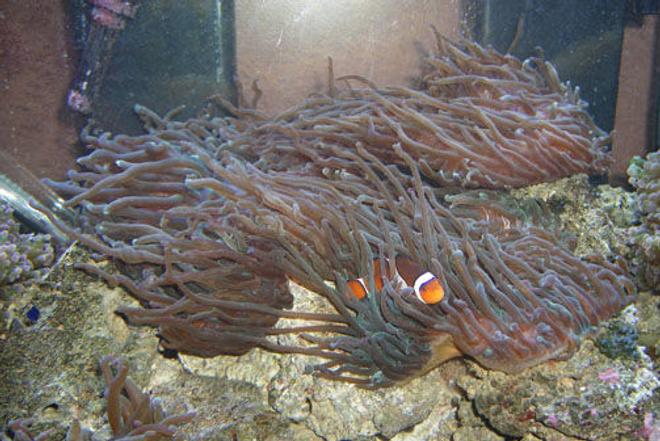90 gallons reef tank (mostly live coral and fish) - Percula Clown & Anemone