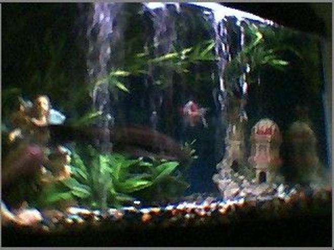 45 gallons freshwater fish tank (mostly fish and non-living decorations) - lil active this morn