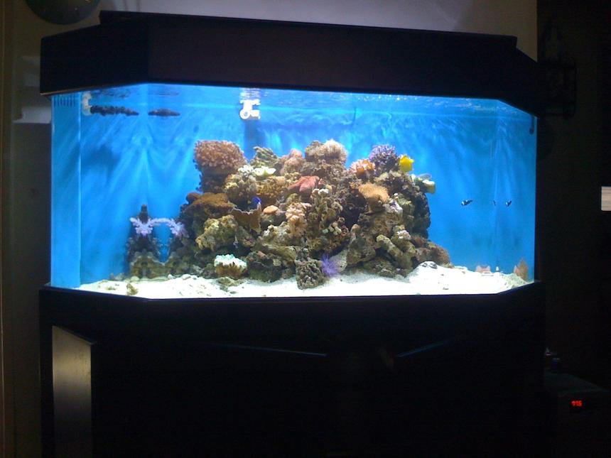 Rated #143: 150 Gallons Reef Tank - my new 150 hex