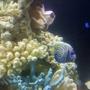 saltwater fish - pomacanthus imperator - imperator angelfish stocking in 150 gallons tank - my newest addtion and main reason for upgrading.