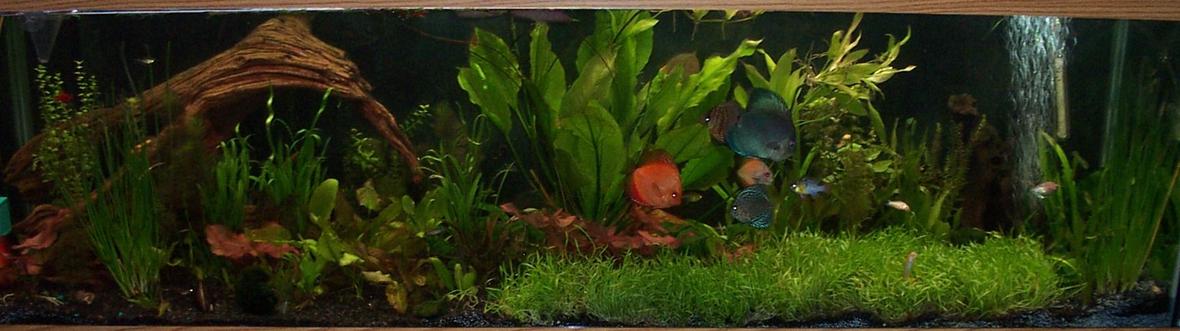 125 gallons planted tank (mostly live plants and fish) - a grown up picture of my tank, things getting to a point where they are just doing what they want with out much encouragement from me, other than regular feedings, co2, r/o water changes with added nutrients and supplements to keep trace elements in the tank for the plants and the fish. using peat moss in my canister filter along with a peat nylon bag buried in the back so it can't be seen, as an additive for the plants as well as a ph controller. hope you enjoy the newer look as much as i do, i can't wait for the micro grass carpet to finish growing across the front of the tank, once it does i am going to have to start moving plants to the 55 gallon and get that setup as all live plants with more discus and a large school of cardinal tetra along with about thirty or forty ghost shrimp.