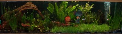125 gallons planted tank (mostly live plants and fish) - a grown up picture of my tank, things getting to a point where they are just doing what they want with out much encouragement from me, other than regular feedings, co2, r/o water changes with added nutrients and supplements to keep trace elements in the tank for the plants and the fish. using peat moss in my canister filter along with a peat nylon bag buried in the back so it can't be seen, as an additive for the plants as well as a ph controller. hope you enjoy the newer look as much as i do, i can't wait for the micro grass carpet to finish growing across the front of the tank, once it does i am going to have to start moving plants to the 55 gallon and get that setup as all live plants with more discus and a large school of cardinal tetra along with about thirty or forty ghost shrimp.