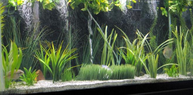 55 gallons freshwater fish tank (mostly fish and non-living decorations) - my 55g, all artifical plants
