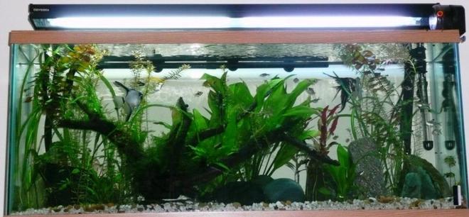 65 gallons planted tank (mostly live plants and fish) - Sort of an amazon based theme