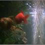 freshwater fish - carassius auratus - fantail goldfish stocking in 45 gallons tank - my two gold fish
