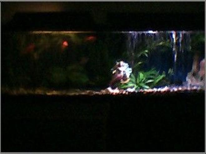 45 gallons freshwater fish tank (mostly fish and non-living decorations) - night and day