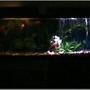 45 gallons freshwater fish tank (mostly fish and non-living decorations) - night and day