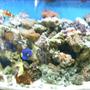 72 gallons reef tank (mostly live coral and fish) - 72g reef tank with 10 fish. Striped Mushrooms,Ricordea's, Zoo's,Frogspawn,GSP Purple tang,brown tang, yellow tang, blue hippo tang, 4-line wrasse, 2 mated clowns,1 onyx perc,1 reg perc, 1 diamond back goby, 1 large green brittle starfish,1 fireshrimp, 1 scooter dragonet