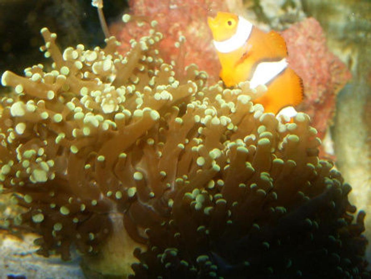 corals inverts - euphyllia paradivisa - frogspawn coral stocking in 72 gallons tank - Percula clownfish hosting in frogspawn