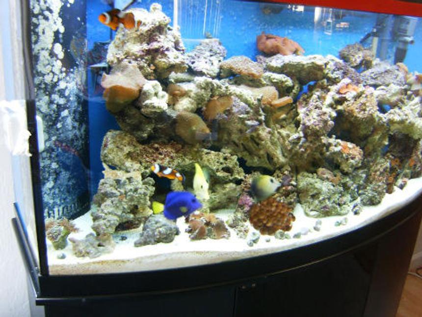 Rated #14: 72 Gallons Saltwater Fish Tank - Antoher pic of my tank a little less blury