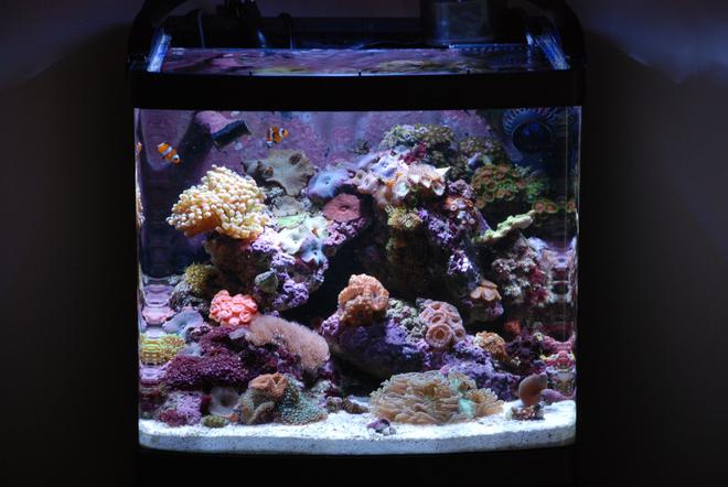 14 gallons reef tank (mostly live coral and fish) - Full Tank Shot