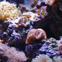 corals inverts - euphyllia paradivisa - frogspawn coral stocking in 14 gallons tank - Close up 1