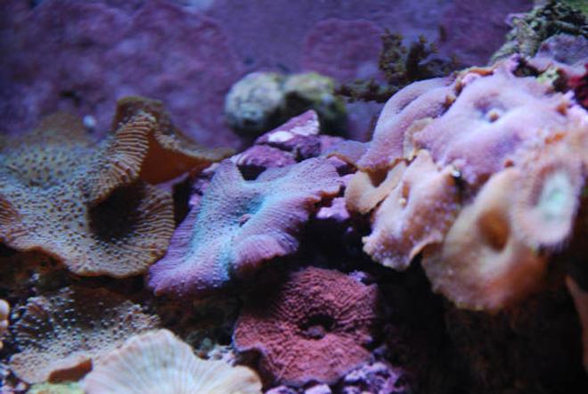 corals inverts - actinodiscus sp. - blue mushroom stocking in 14 gallons tank - Close Up 2