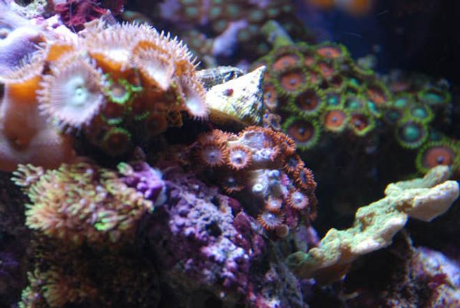corals inverts - zoanthus sp. - eagle eye zoanthids stocking in 14 gallons tank - Close up 3