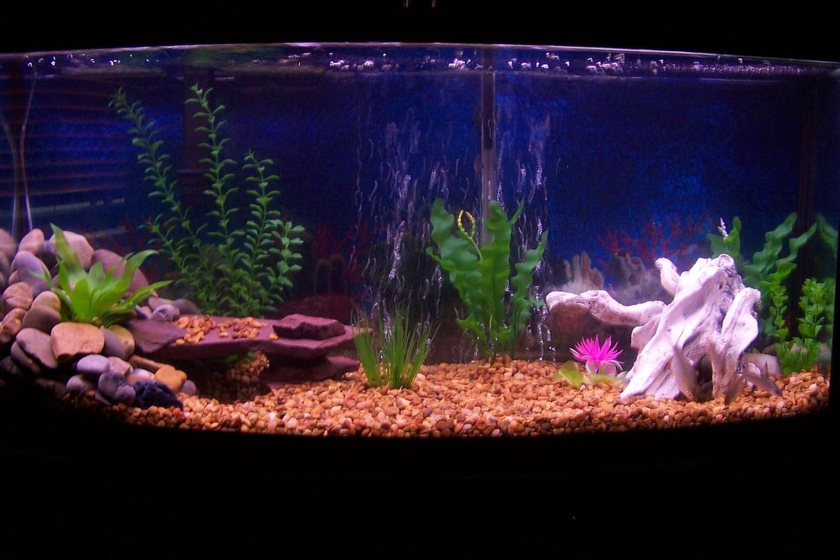 fish tank picture - my 72g bowfront