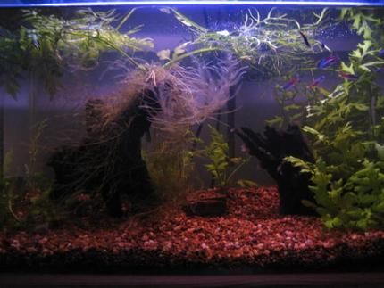 14 gallons planted tank (mostly live plants and fish) - guess what? ... its a fishtank :)