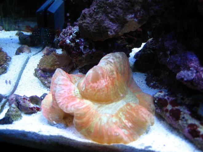 corals inverts - trachyphyllia geoffroyi - brain coral, trachyphyllia stocking in 75 gallons tank - open brain