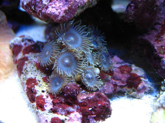 corals inverts - palythoa sp. - blue devil zoanthids stocking in 75 gallons tank - blue palys