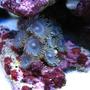 corals inverts - palythoa sp. - blue devil zoanthids stocking in 75 gallons tank - blue palys