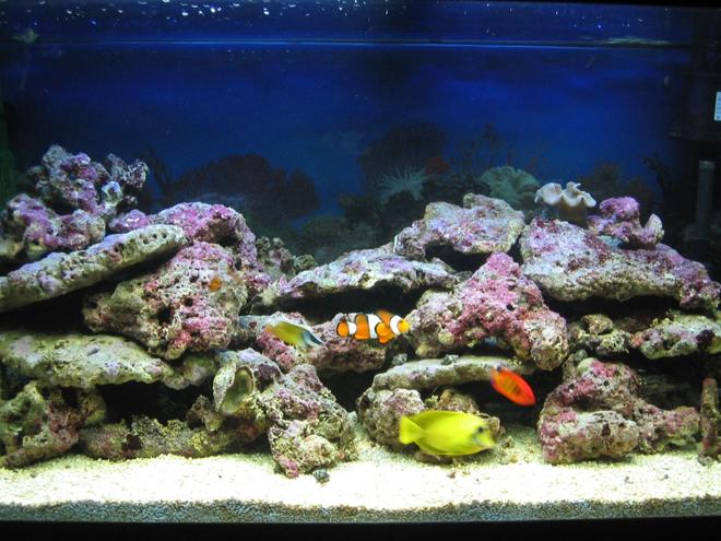 75 gallons saltwater fish tank (mostly fish, little/no live coral) - Tank Full View