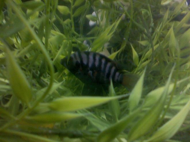 freshwater fish - archocentrus nigrofasciatus - black convict cichlid stocking in 60 gallons tank - MY JUVINILE CONVICT.......SO SO PRETTY