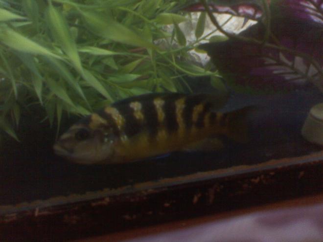 freshwater fish - pseudotropheus crabro - bumblebee cichlid stocking in 60 gallons tank - 3INCHES AND FAT AS CAN BE