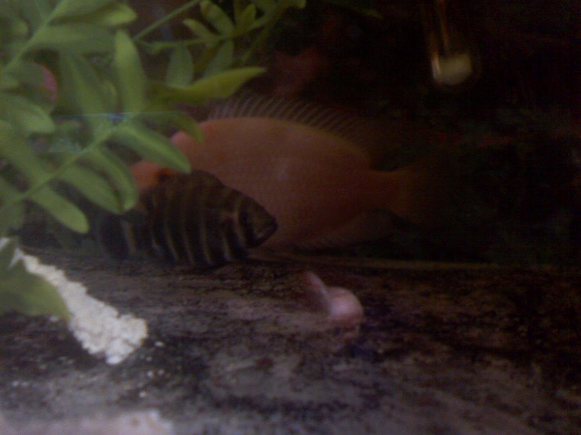 freshwater fish - nandopsis salvini - salvini cichlid stocking in 60 gallons tank - THEY CHILL LIKE THERE FRIENDS...WEIRD