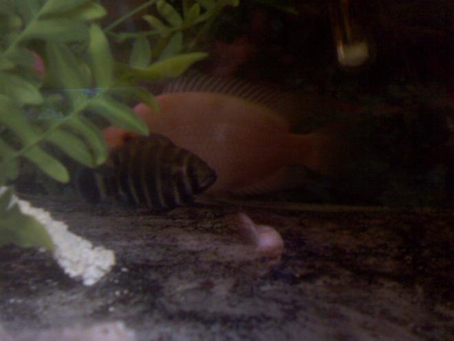 freshwater fish - nandopsis salvini - salvini cichlid stocking in 60 gallons tank - THEY CHILL LIKE THERE FRIENDS...WEIRD