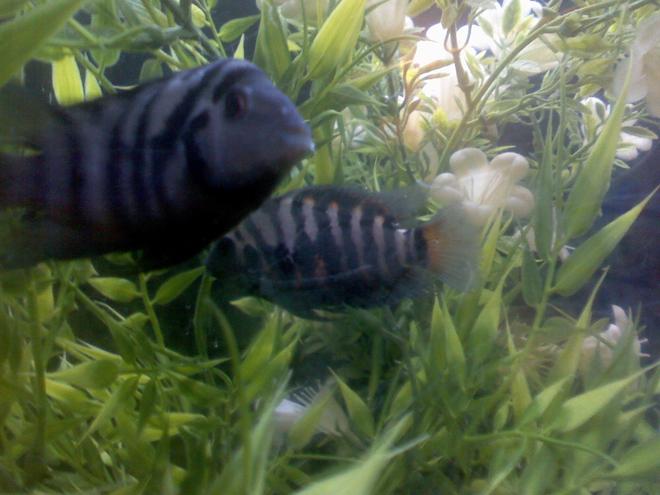 freshwater fish - nandopsis salvini - salvini cichlid stocking in 60 gallons tank - THEY REALLY LOVE EACH OTHER