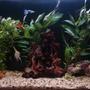 33 gallons freshwater fish tank (mostly fish and non-living decorations) - just started my planted tank photo of it in early stages