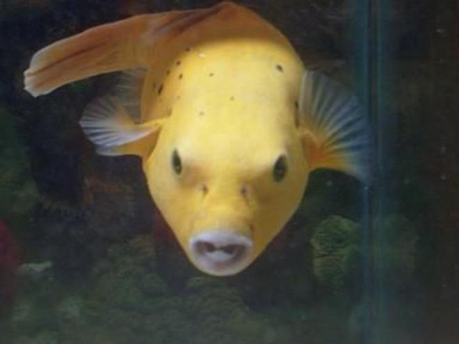 450 gallons saltwater fish tank (mostly fish, little/no live coral) - bumble bee my golden puffer... smiling for the camera....such a ham!!!