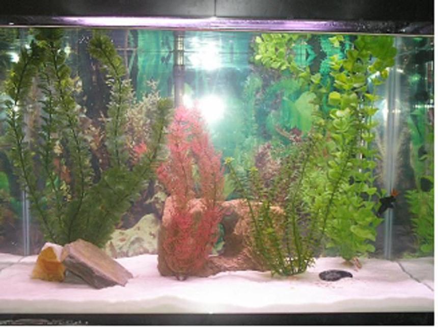 Rated #3522: 20 Gallons Freshwater Fish Tank - 20 gallon freshwater tank with red tailed shark, paradise fish and 2 kribenisis