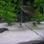 freshwater fish - macropodus opercularis - blue paradise stocking in 20 gallons tank - my paradise fish