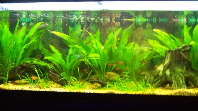 75 gallons planted tank (mostly live plants and fish) - Amazon themed tank that has been set up for a while with discus soon to come.  Amazon Swords, Dwarf Sagitarrius, Red Serpae Tetra's and Schwartzii Corycats.