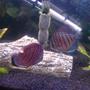 freshwater fish - symphysodon spp. - red turquoise discus stocking in 200 gallons tank - 2 of my discus