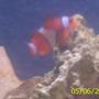 saltwater fish - amphiprion ocellaris - ocellaris clownfish stocking in 40 gallons tank - clown fish
