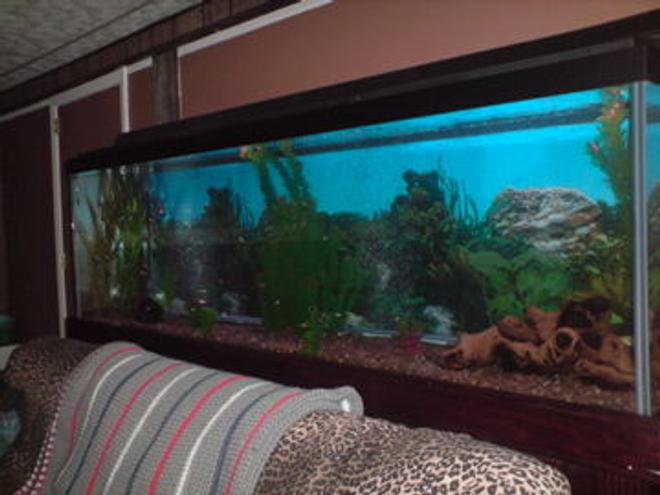 150 gallons freshwater fish tank (mostly fish and non-living decorations) - side shot
