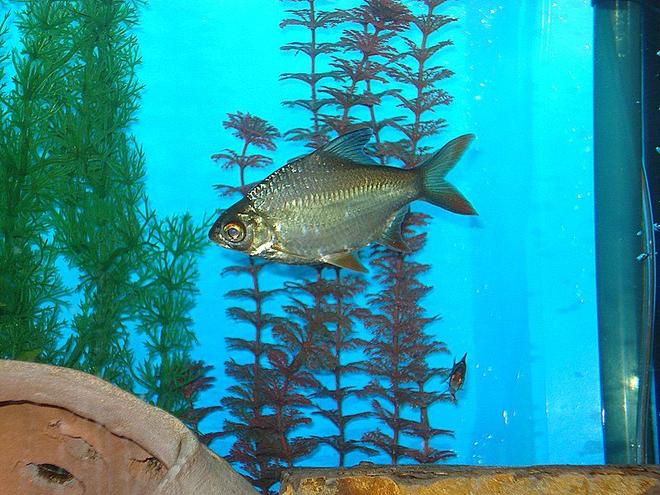 freshwater fish - barbus schwanefeldi - tinfoil red tail barb stocking in 75 gallons tank - TINFOIL BARB...THESE GET ABOUT 12" LONG...YOU CAN SEE HIS LITTLE FRIEND IN THE BACK...HE IS A TIGER BARB.