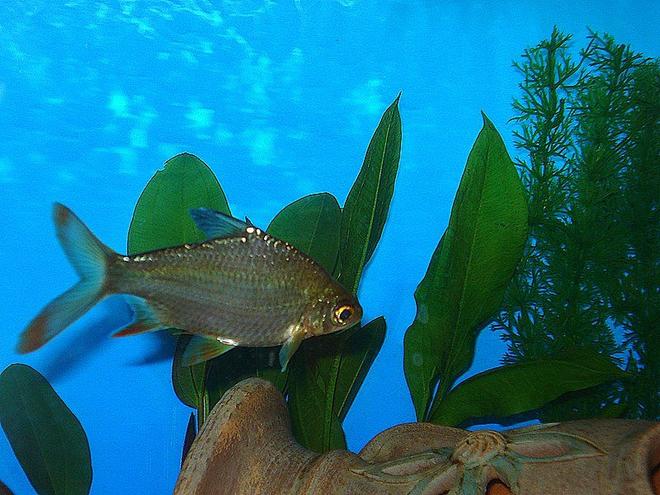 freshwater fish - barbus schwanefeldi - tinfoil red tail barb stocking in 75 gallons tank - WE HAVE 3 TINFOIL BARBS IN THE TANK. THEY ARE ABOUT 4 1/2" LONG.