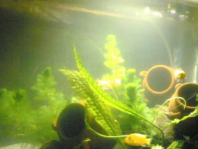 50 gallons planted tank (mostly live plants and fish) - My cichlids tank