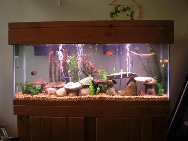 55 gallons freshwater fish tank (mostly fish and non-living decorations) - my 55