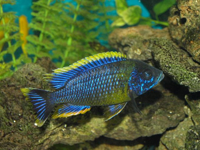 freshwater fish - auloncara sp. stocking in 90 gallons tank - Auloncara sp. Lawanda