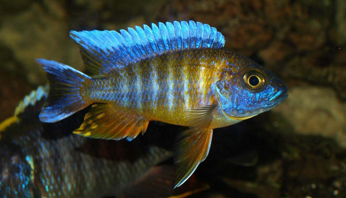 freshwater fish - aulonocara jacobfreibergi - african butterfly peacock stocking in 90 gallons tank - Aulonocaras Jacofreibergi