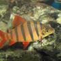 freshwater fish - distichodus sexfasciatus - sixbar distichodus stocking in 90 gallons tank - Distichodus sexfasciatus