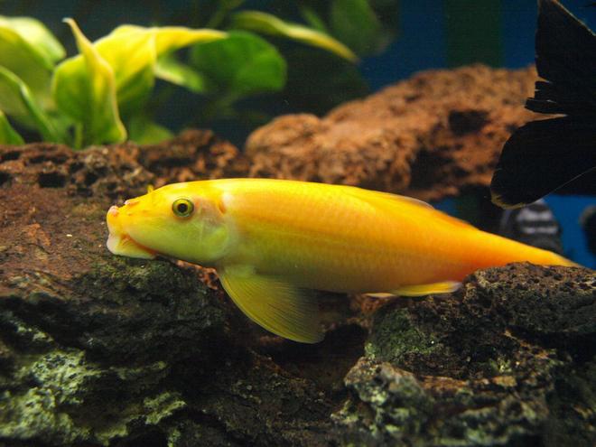 freshwater fish - gyrinocheilos aymonieri - gold algae eater stocking in 90 gallons tank - Chinese Algae Eater