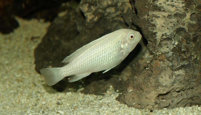 freshwater fish - archocentrus nigrofasciatus - pink convict cichlid stocking in 90 gallons tank - Casper